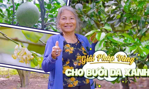 Lê Thị Phẩm: Khởi nghiệp thành công với vườn bưởi da xanh ở Đồng Nai