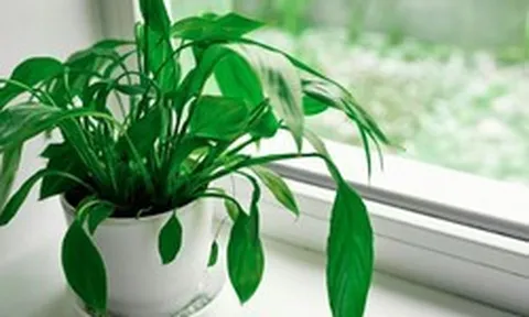 4 loại cây rất hợp cho người trên 40 tuổi: Trồng trong nhà hay ngoài sân đều có lợi