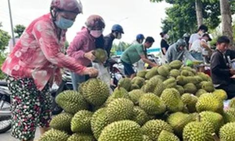 Sầu riêng lấy lại đà tăng giá