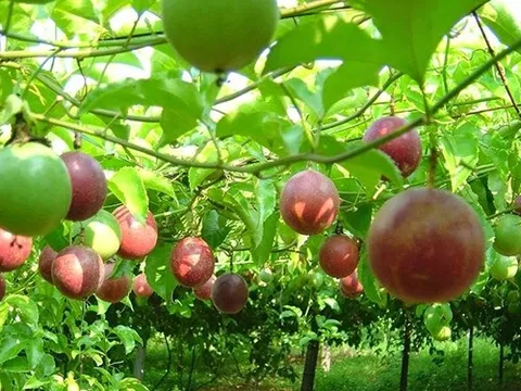 Trung Quốc đồng ý nhập khẩu quả chanh leo Việt Nam