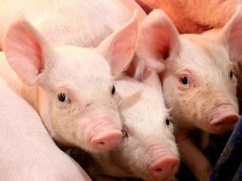 Giá heo hơi tạo đỉnh mới 72.000 đồng/kg, thị trường thời gian tới sẽ ra sao?