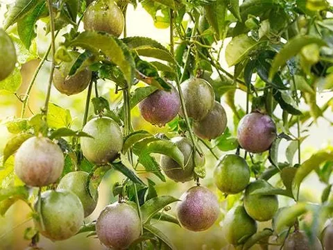 Xuất khẩu chanh leo chính ngạch sang Trung Quốc