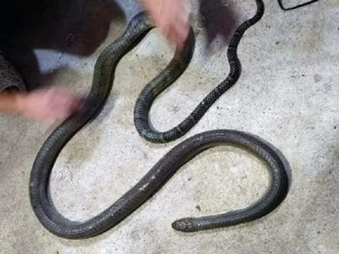 Chủ quan khi bắt rắn, một người đàn ông bị rắn cắn tử vong