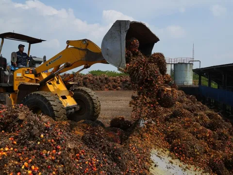 Không chỉ dỡ lệnh cấm, Indonesia còn miễn thuế xuất khẩu dầu cọ để đẩy hàng tồn