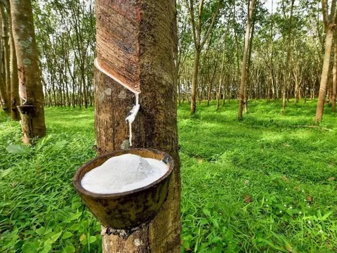 Đầu tư Cao su Đắk Lắk báo lãi quý II/2022 sụt giảm mạnh do lỗ tỉ giá