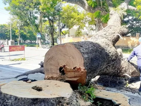 Tiết lộ lý do đốn hạ cây long não cổ thụ trước gác Trịnh