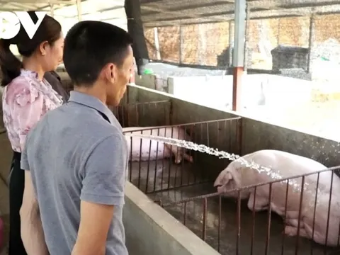Giá lợn tăng, người chăn nuôi phấn khởi, người tiêu dùng thắt chặt chi tiêu