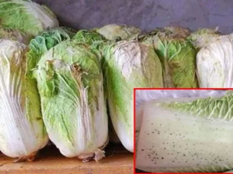 Đi chợ thấy rau cải thảo có 3 dấu hiệu này tuyệt đối không được mua