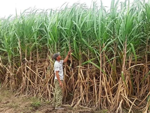 Mía đường: Được “o bế” nhưng chưa tận dụng được cơ hội