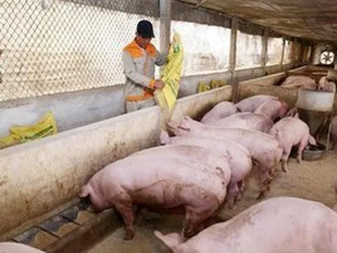 Giá lợn hơi tăng mạnh, cán mốc 75.000 đồng/kg