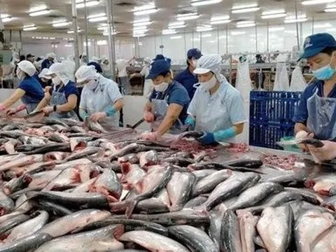 Cá tra Nam Việt báo lãi quý II/2022 cao gấp 10 lần cùng kỳ