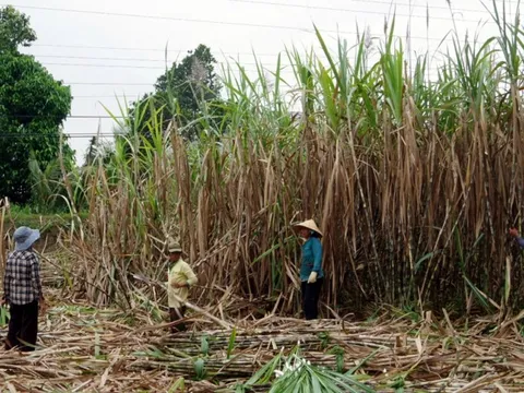 Mía đường vẫn khó phục hồi bởi đường nhập khẩu gia tăng