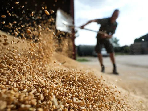 Thế giới kỳ vọng vào dòng chảy ngũ cốc từ Biển Đen