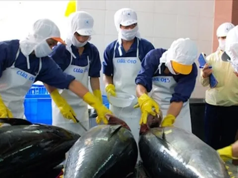 Xuất khẩu cá ngừ và “giấc mơ tỷ đô"