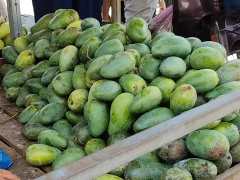 Xoài Việt hết mùa, xoài Campuchia lấn sân