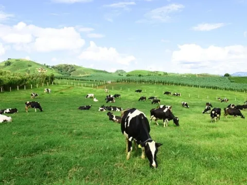 Mộc Châu Milk có gần 1.500 tỷ đồng gửi ngân hàng