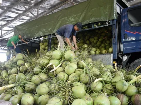 Xuất khẩu rau quả sang Trung Quốc: Nguy cơ 'tắc' đến hết năm