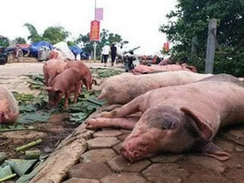 Tiêu hủy hơn 36.000 con lợn do nhiễm dịch tả châu Phi