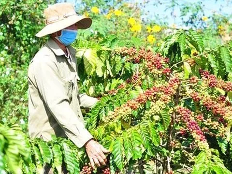 Ngược xu hướng thế giới, giá cà phê Việt Nam tăng mạnh