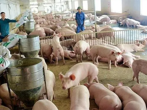 Thiếu nguồn cung, giá lợn hơi sẽ còn tăng