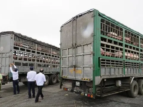Lập chuyên án điều tra lợn xuất lậu sang Trung Quốc
