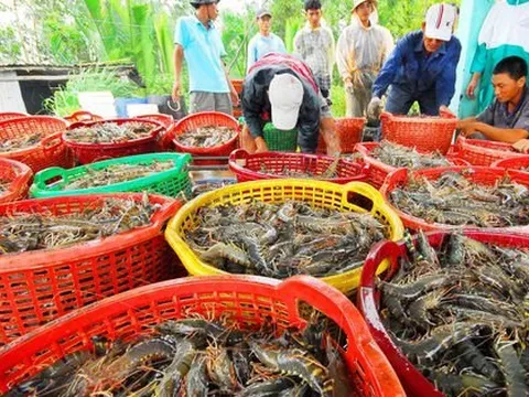Xuất khẩu tôm gặp khó