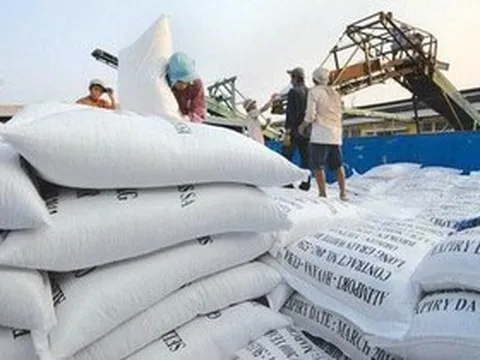 Giá gạo Việt Nam cao nhất thế giới, liên tục đột phá thị trường mới