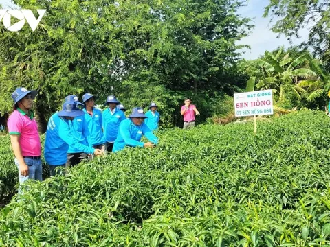 Trồng cây ớt luân canh dưới chân ruộng giúp nông dân Tiền Giang làm giàu