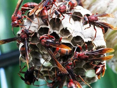 Đi bắt ong, người đàn ông bị ong đốt tử vong