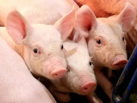 Giá heo hơi leo dốc rồi hạ nhiệt, đà tăng giá gần đây chỉ trong ngắn hạn?