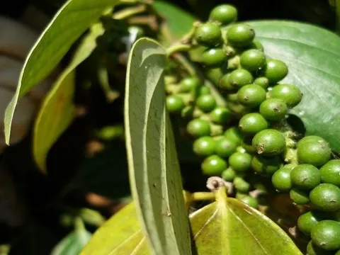 Giá tiêu xuất khẩu khó "cải thiện" trong những tháng cuối năm