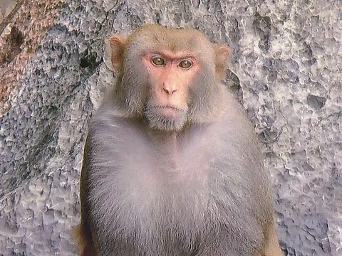 Khỉ đực nặng 8kg hung hãn tấn công người