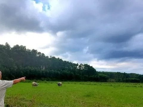 Quảng Trị: Khuất tất việc cấp gần 30ha rừng thông tập thể cho cá nhân