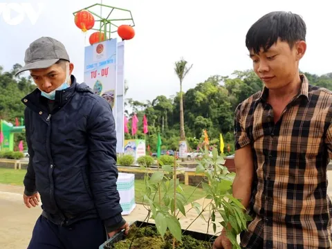 Giao dịch hàng tỷ đồng tại phiên chợ sâm Ngọc linh tỉnh Quảng Nam