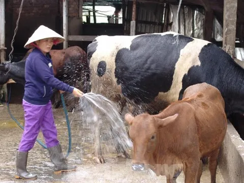 Chăn nuôi Việt Nam liên kết lỏng lẻo, phụ thuộc nhiều vào nhập khẩu