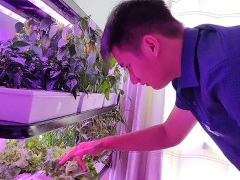 Trồng rau xanh tại nhà: Không chỉ để vui!