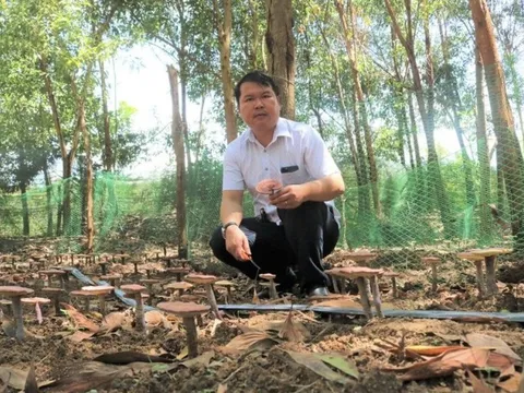 Dốc gia tài, liều lĩnh tìm "vàng" dưới tán rừng