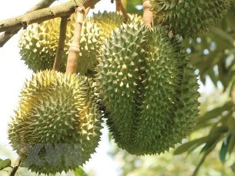 Giá sầu riêng tăng trở lại