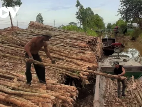 Giá cây tràm giảm, người trồng rừng U Minh hạ mất nửa thu nhập