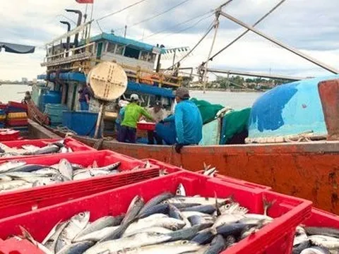 Cận cảnh mẻ cá nục 250 tấn ngư dân Quảng Bình trúng đậm 2,5 tỷ đồng