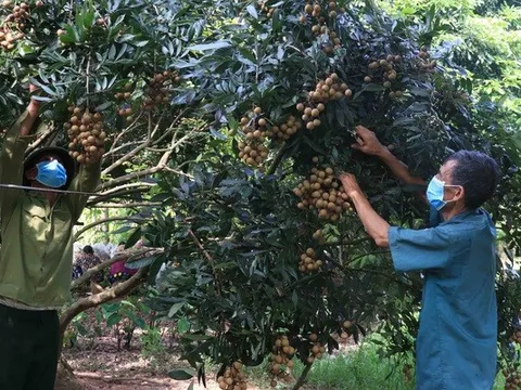 Nhãn lồng Hưng Yên chín muộn, được giá