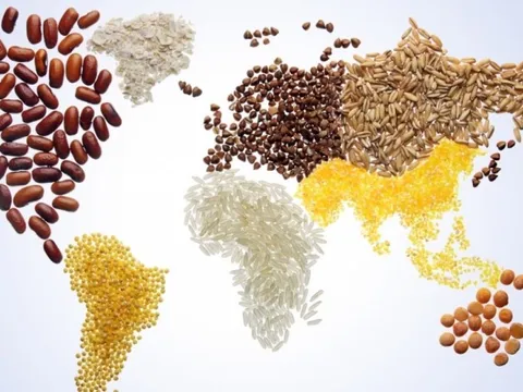 Chỉ số giá lương thực thế giới giảm