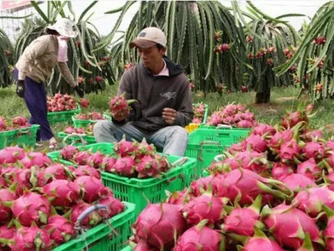 Xuất khẩu rau quả sẽ khả quan hơn trong những tháng cuối năm 2022