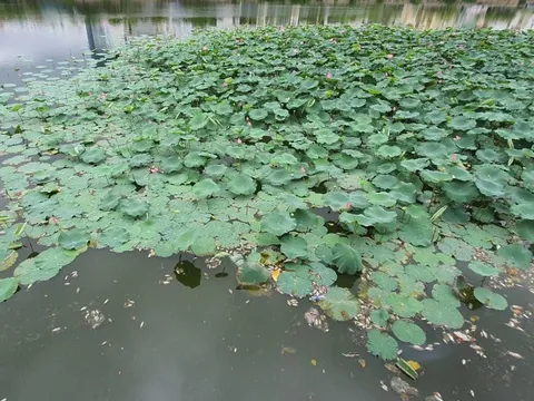 Cá chết nổi trắng hồ, bốc mùi nồng nặc ở Quy Nhơn