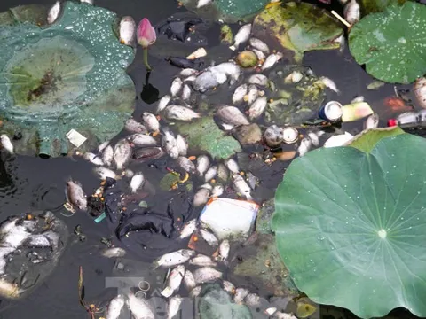 Cá chết hàng loạt bốc mùi hôi thối ở hồ sinh thái tại Quy Nhơn