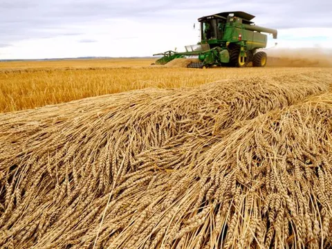 Giá lúa mì xuống gần mức đầu năm