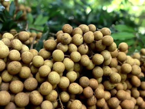 Nhãn Hòa Bình xuất sang châu Âu