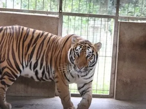 Hé lộ cách xác minh thông tin xuất hiện hổ tại Phong Nha - Kẻ Bàng