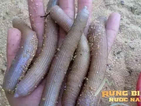 Đặc sản tiến vua nức tiếng Việt Nam: Thơm ngon bổ dưỡng, hàng thượng phẩm 'đắt như vàng'