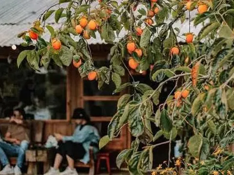 Mùa thu đến Đà Lạt: Có ai cưỡng nổi sức quyến rũ của thức quả này?